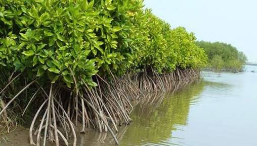 Fungsi dan Peranan Hutan Mangrove  dalam Ekosistem  Pesisir 